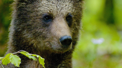 Der Karawankenbär - Auf den Spuren eines Grenzgängers