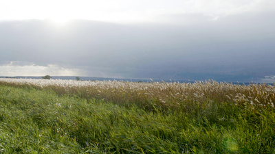 Expedition ins Schilf - Nationalpark Neusiedler See