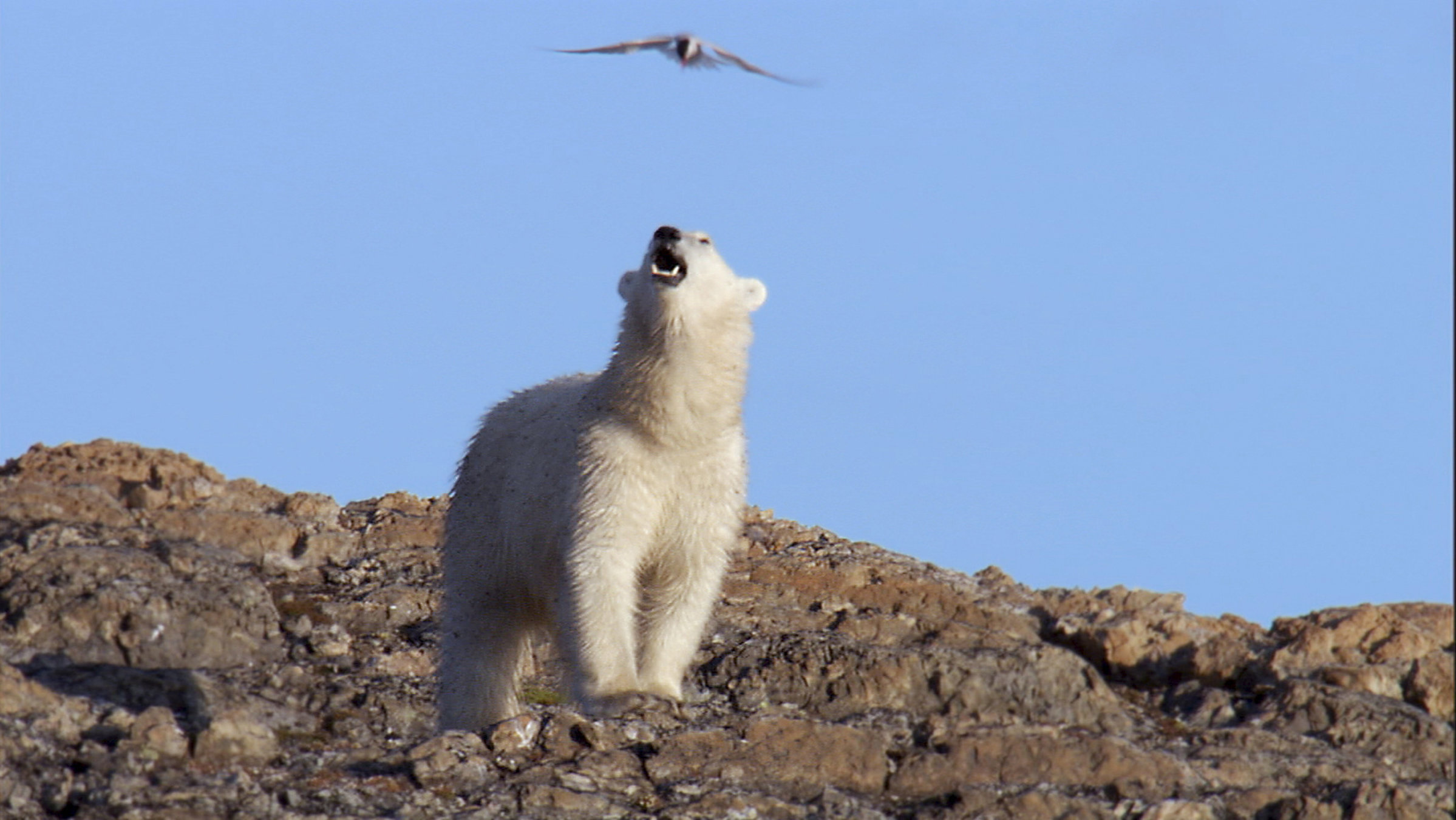 "Eisige Welten, Im Sog der Sonne" - Mit Luftangriffen versuchen Küstenseeschwalben einen Eisbären aus ihrer Kolonie zu verjagen. Der Eindringling ist diesen Attacken nicht gewachsen.
