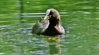 Wörthersee - Bühne für Tier und Mensch
