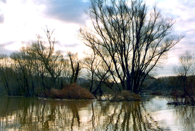 Fluss ohne Grenzen - Auenwildnis an der March