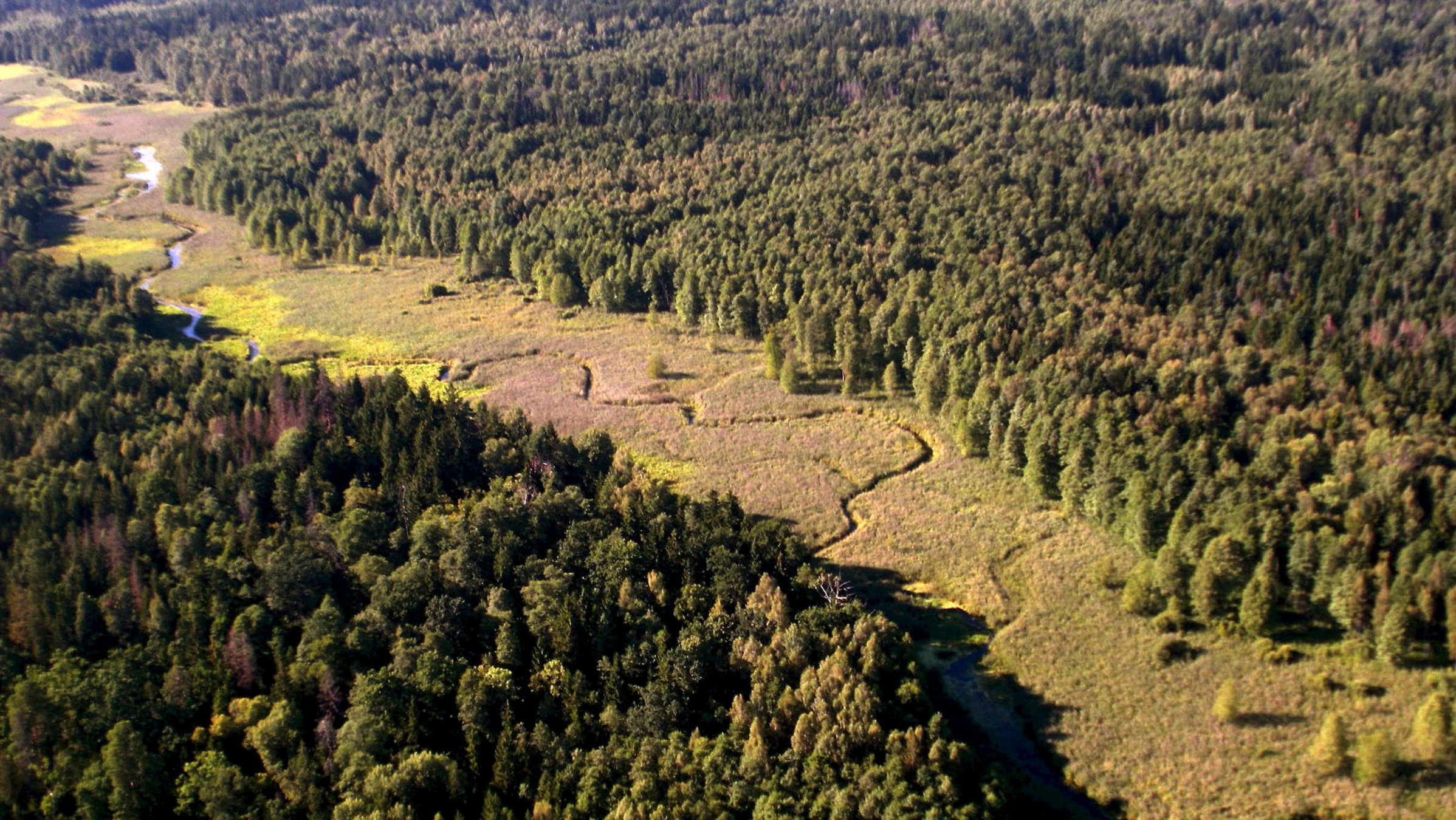 "Europas Urwälder: Bialowieza - Heimat der Wisente": Der letzte Tiefland-Urwald Europas befindet sich im Nationalpark Bialowieza, südöstlich der Masuren, an der polnischen Grenze zu Weißrussland.