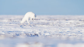 Eisige Welten II: Taiga und Tundra