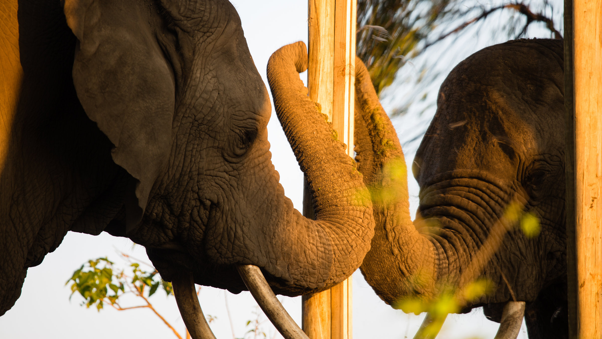 "Terra X - Wie Elefanten denken": Die Elefantin Katy untersucht ihr eigenes Spiegelbild.