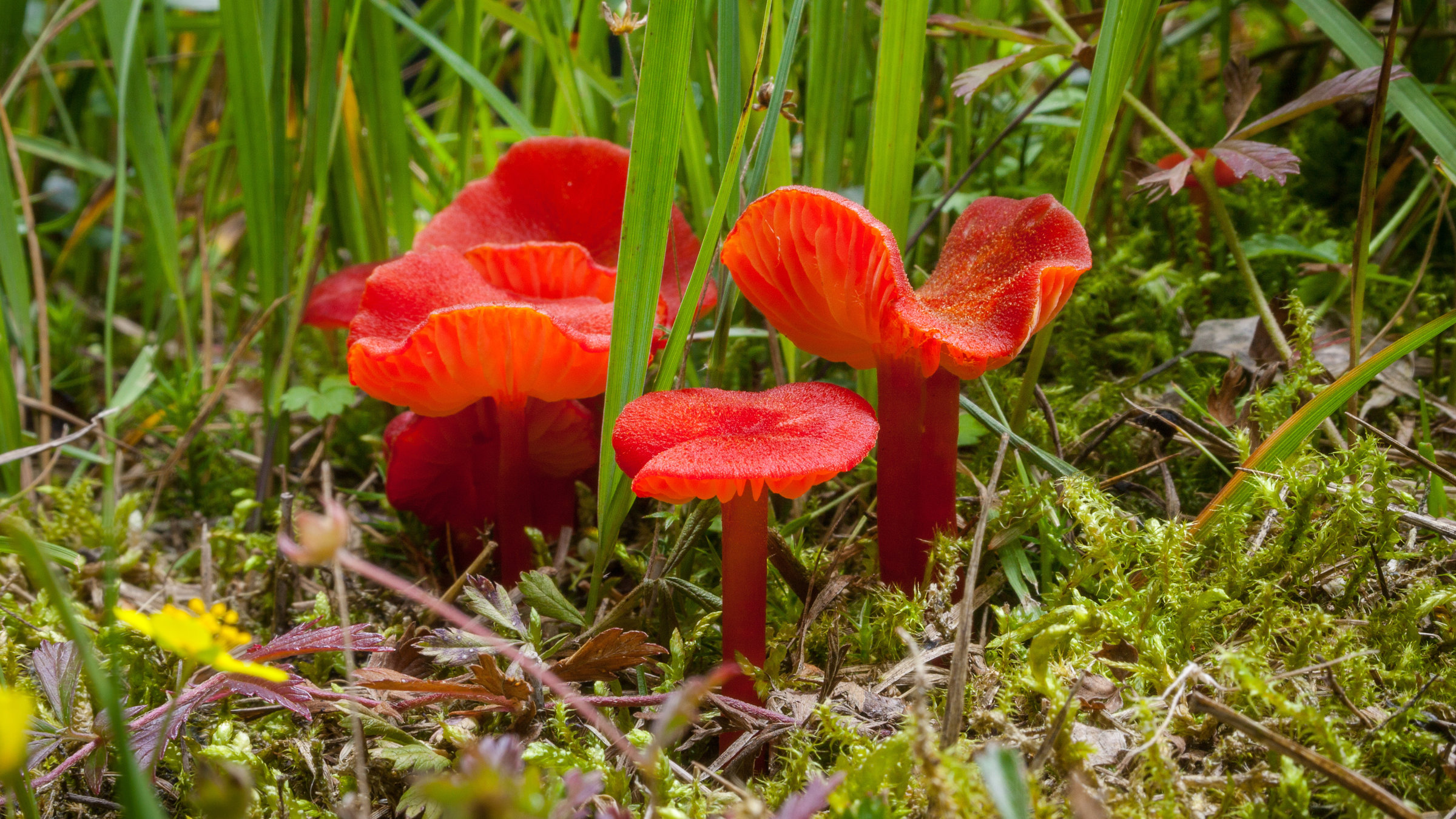 "Magie der Moore - Bedrohtes Paradies": Sumpfsaftling