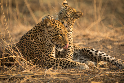 Olimba - Königin der Leoparden