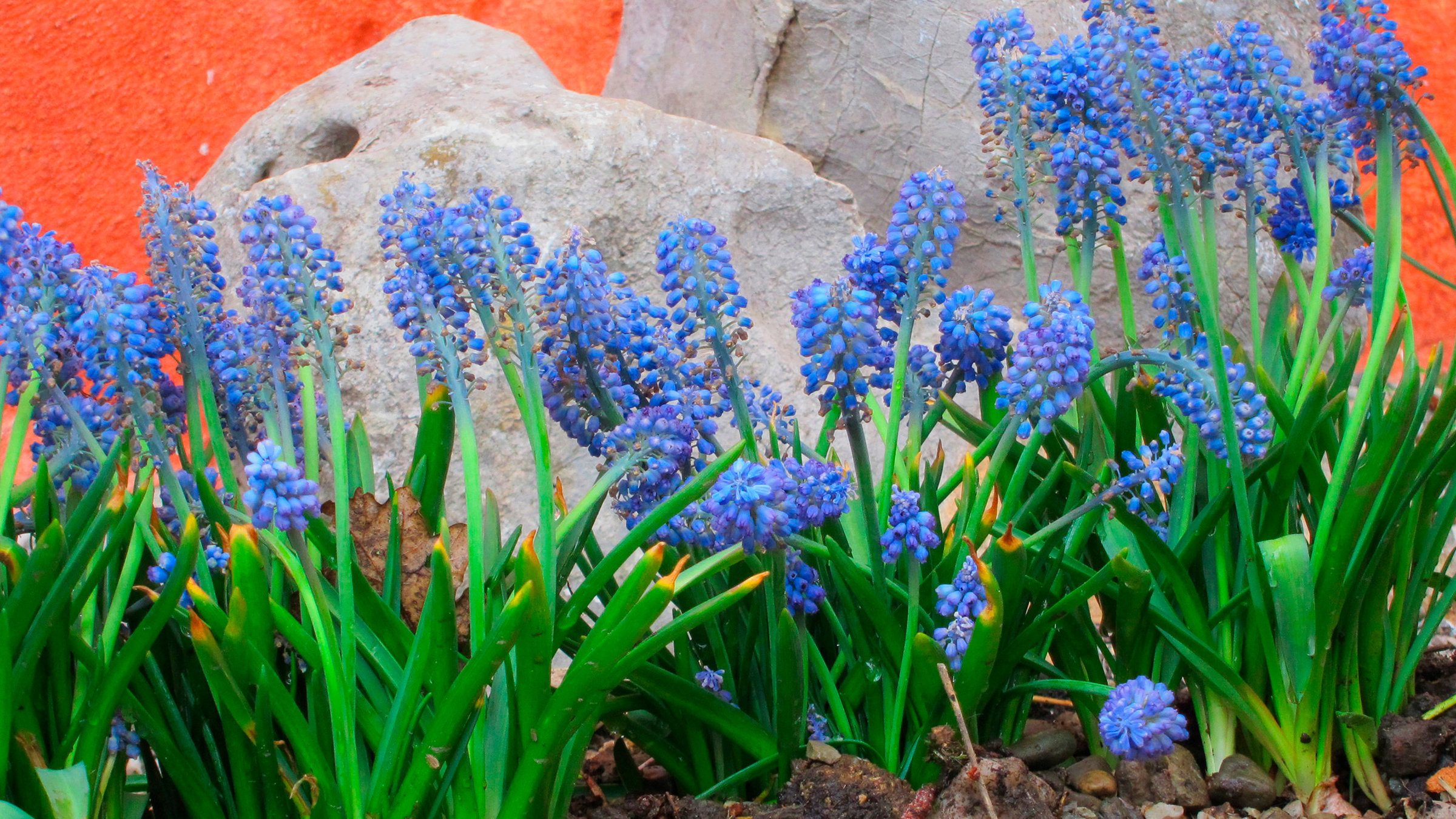 "Geheimnisvoller Garten - Frühlingserwachen": Traubenhyazinthen