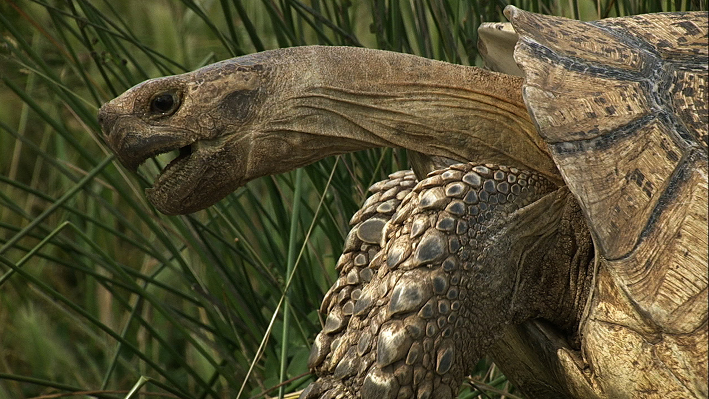 "Wilde Überlebenskünstler - Wie Tiere bauen" - Schildkröte
