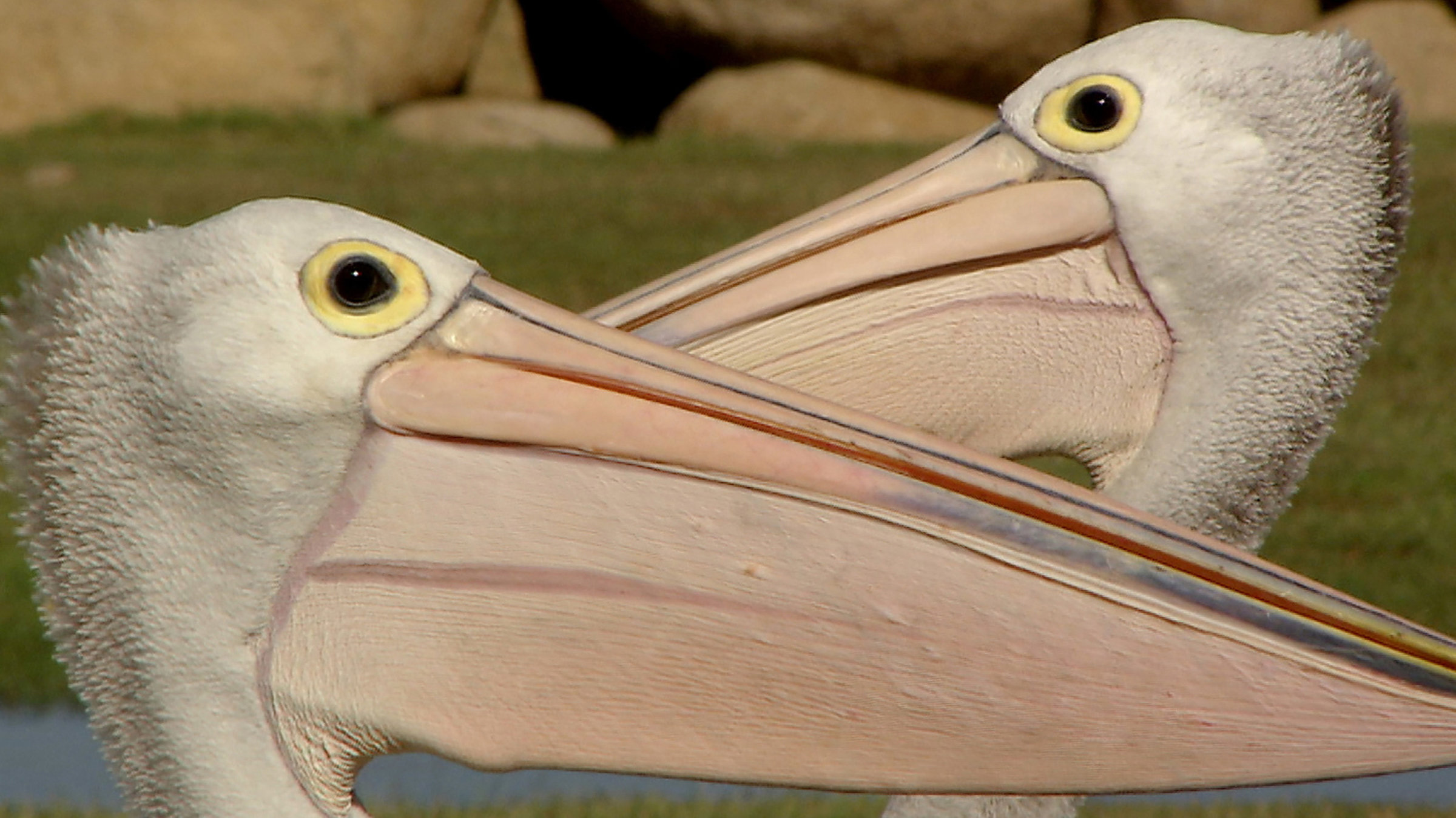 "Die Reise der Pelikane": Zwei australische Brillenpelikane kreuzen ihre Riesenschnäbel