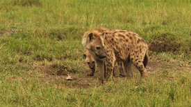 Hyänen - Die Königinnen der Masai Mara