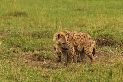 Hyänen - Die Königinnen der Masai Mara