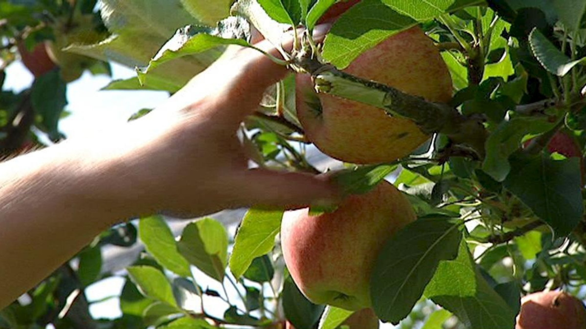 "Der Biss der Erkenntnis - Geschichten vom Apfel": Apfelernte.