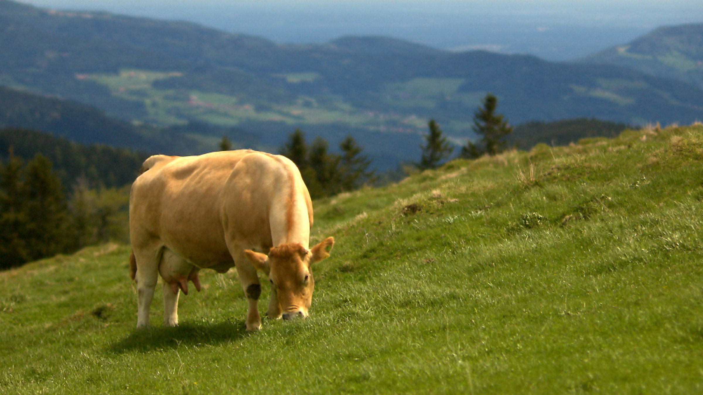 "Frühling auf der Alm": Eine Kuh auf der Weide