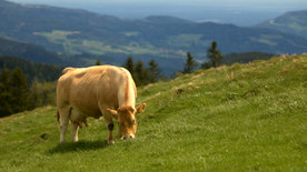 Frühling auf der Alm