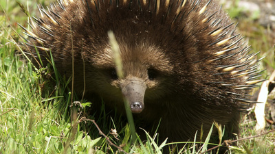 Waffen der Tiere: Dschungel