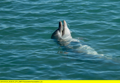 Die Delfine von Shark Bay