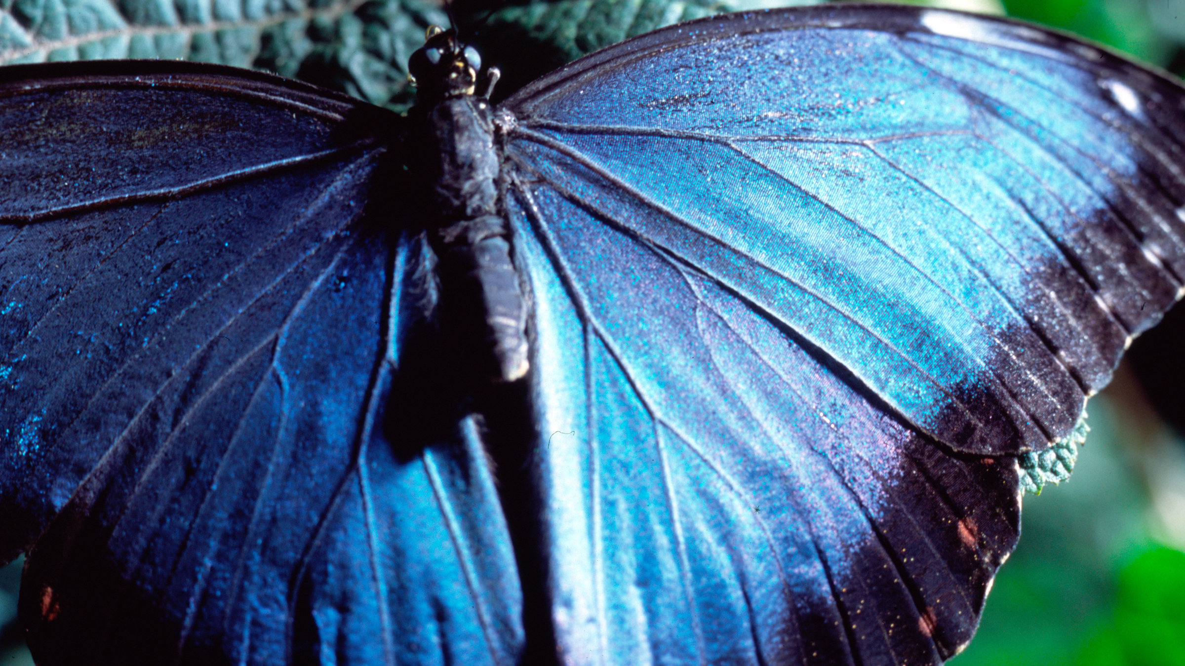 "Das Genie der Natur - Material ist alles": Blue-Morpho-Schmetterling.