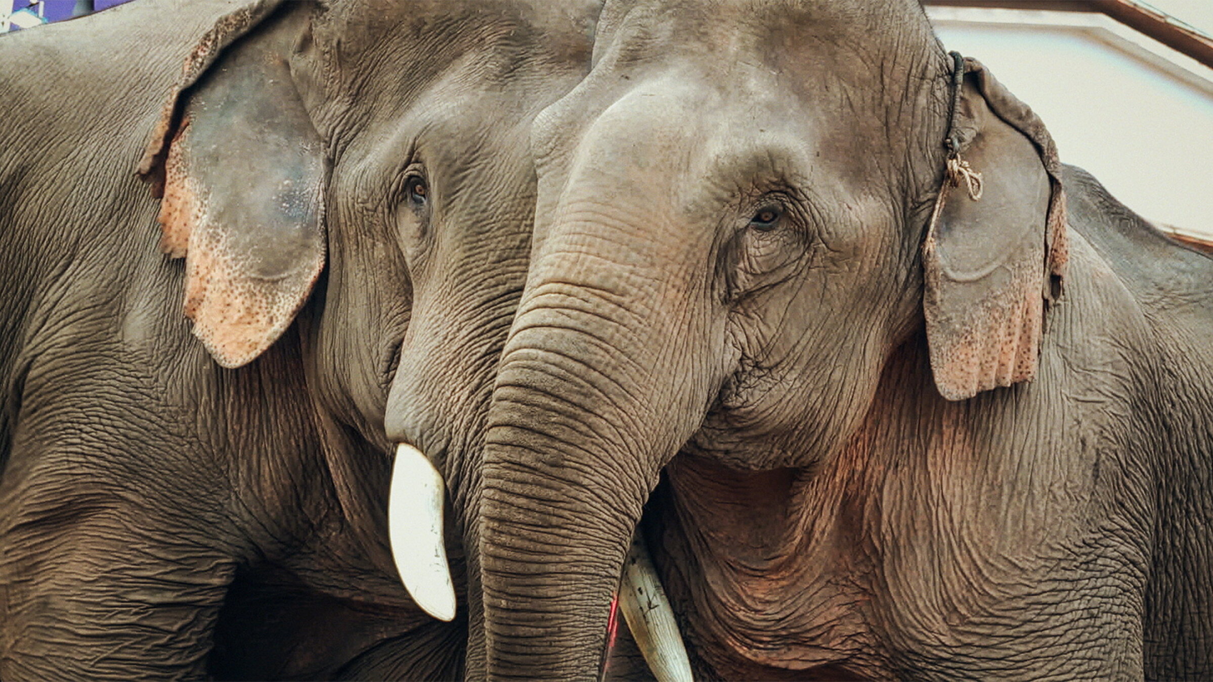 "Stealing Giants – Der grausame Handel mit lebenden Elefanten": Gefangen und zur Schau gestellt  Elefantenpaar in Boten, Laos.