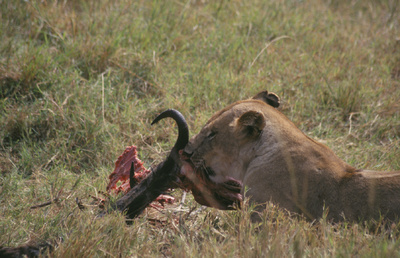 Waffen der Tiere: Offenes Gelände