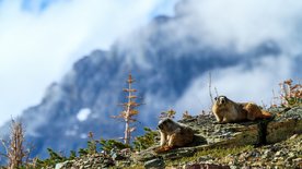 Tierische Superbauten: In bester<br/>Gesellschaft