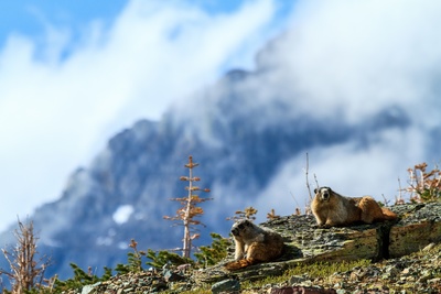 Tierische Superbauten: In bester<br/>Gesellschaft