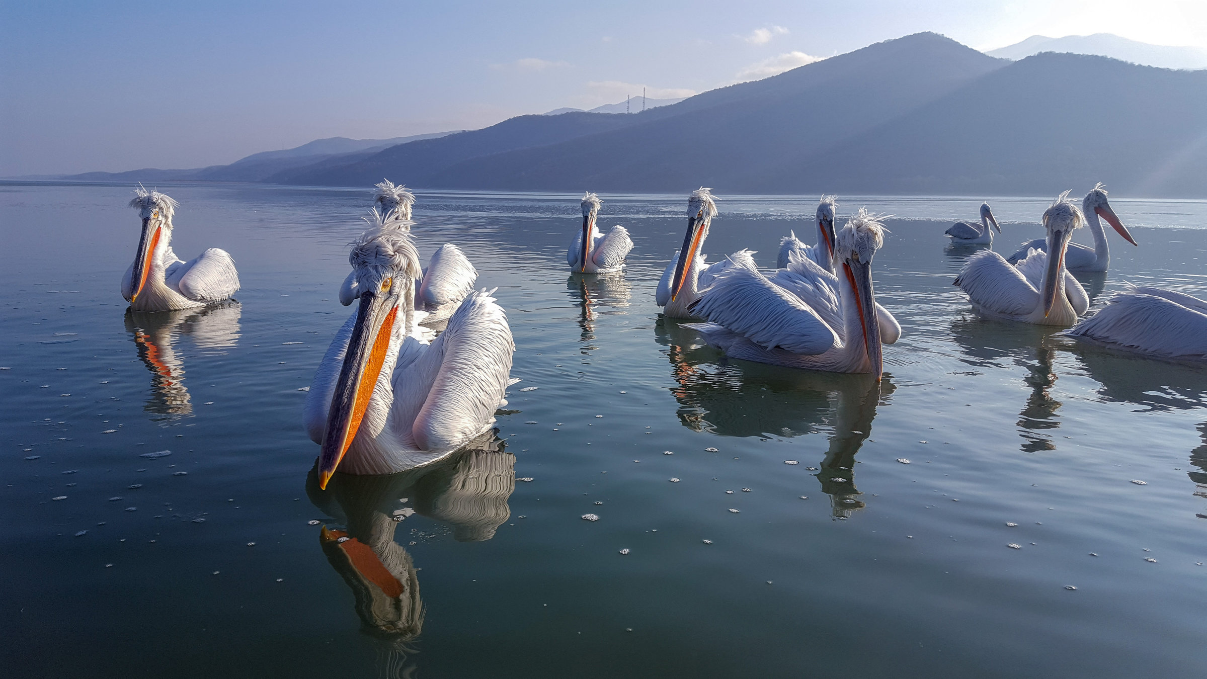 "Wildes Griechenland - Der unbekannte Norden ": Krauskopf-Pelikane am Kerkini-See.