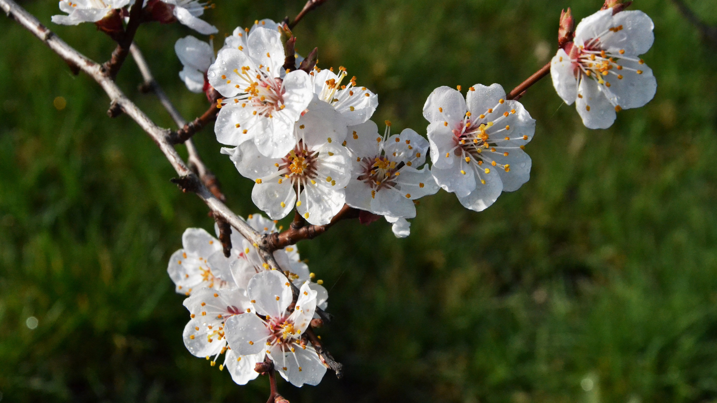 "Der Duft der Marille": Marillenblüten.