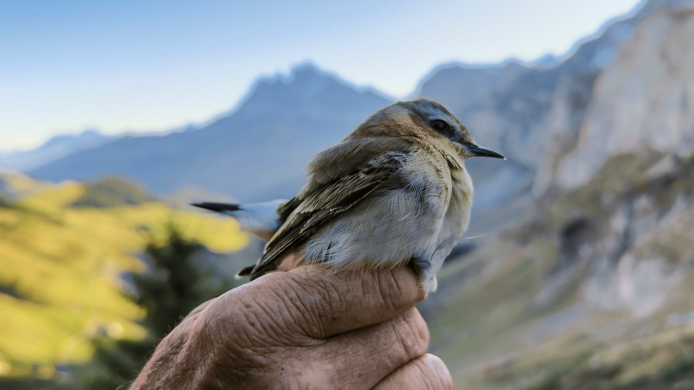 "Naturwunder Schweiz (3/4) - In luftigen Höhen": Vögel wie dieser werden im Winter bei der Überquerung der Alpen mit Ringen ausgestattet, um sie überall auf der Welt identifizieren zu können.