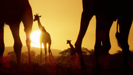 Serengeti - Wilde Geschichten aus der Savanne (6/6)