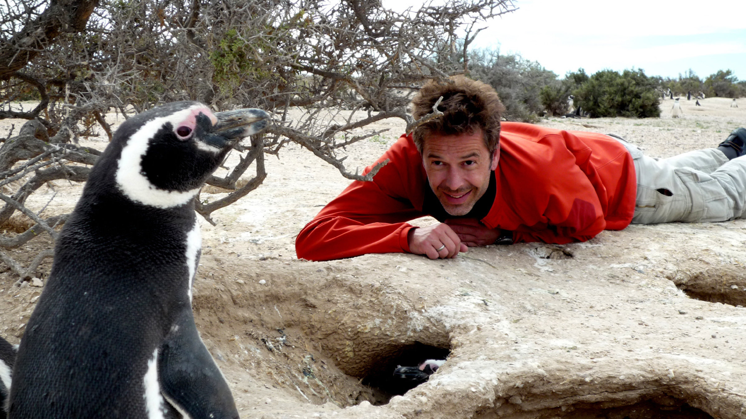 "Steffens entdeckt: Patagonien" - Eine halbe Million Magellan-Pinguine leben auf dem Punta Tomba-Landstreifen. Dirk Steffens hilft bei der Zählung und beim Wiegen der Jungtiere in den Erdhöhlen.
