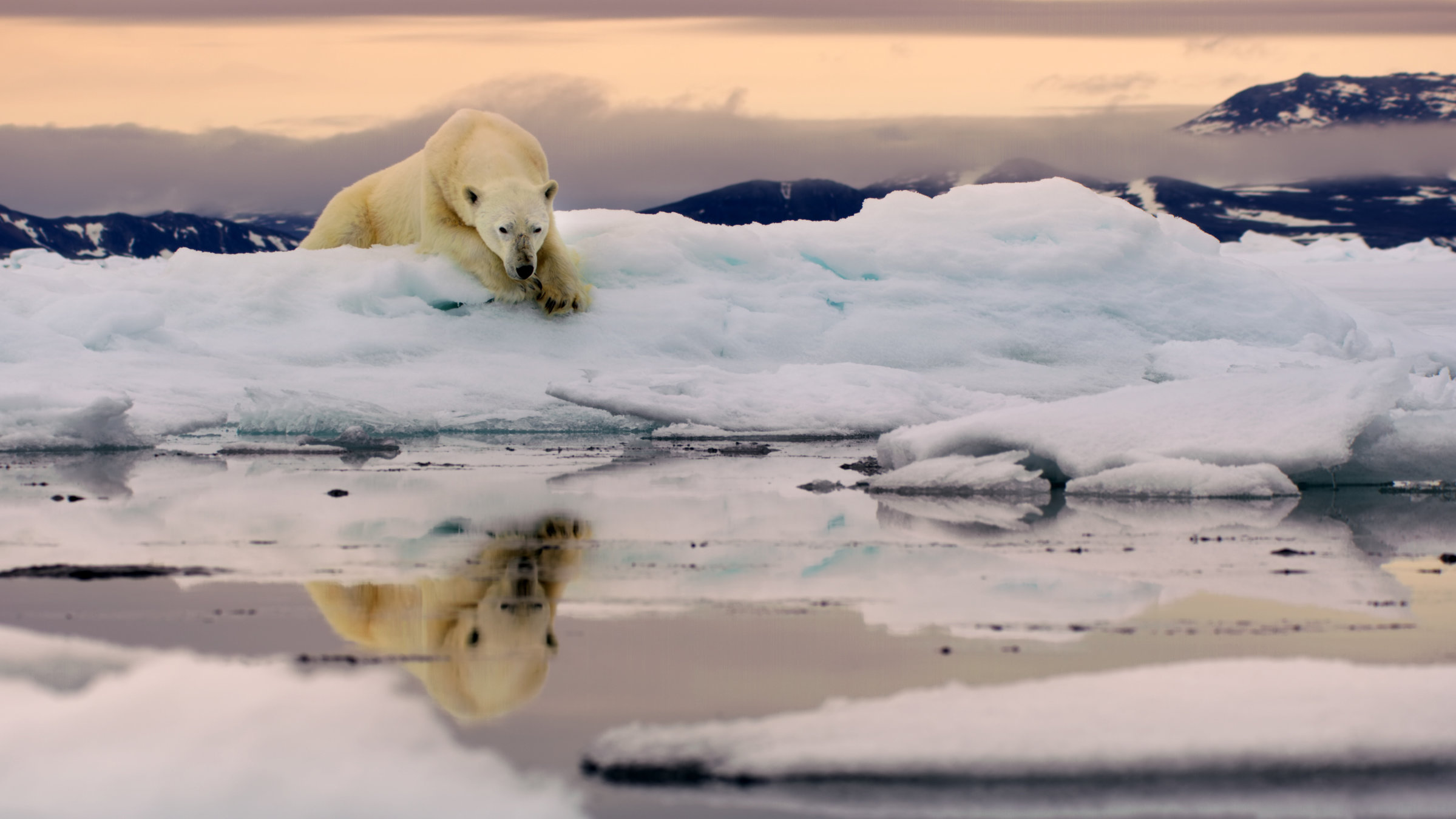 "Terra X: Eisige Welten 2 - Planet der Extreme": Ein Eisbär ruht sich auf dem Eis in der hohen Arktis aus.