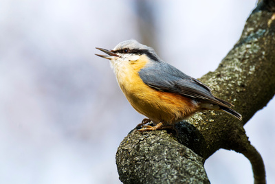 Gefiederte Nachbarn - Die bunte Welt der Gartenvögel
