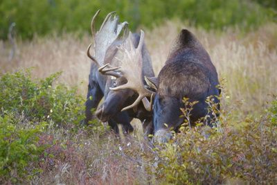 Wildnis Europa: Der Elch