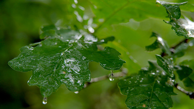 Unsere Wälder - Im Reich des Wassers