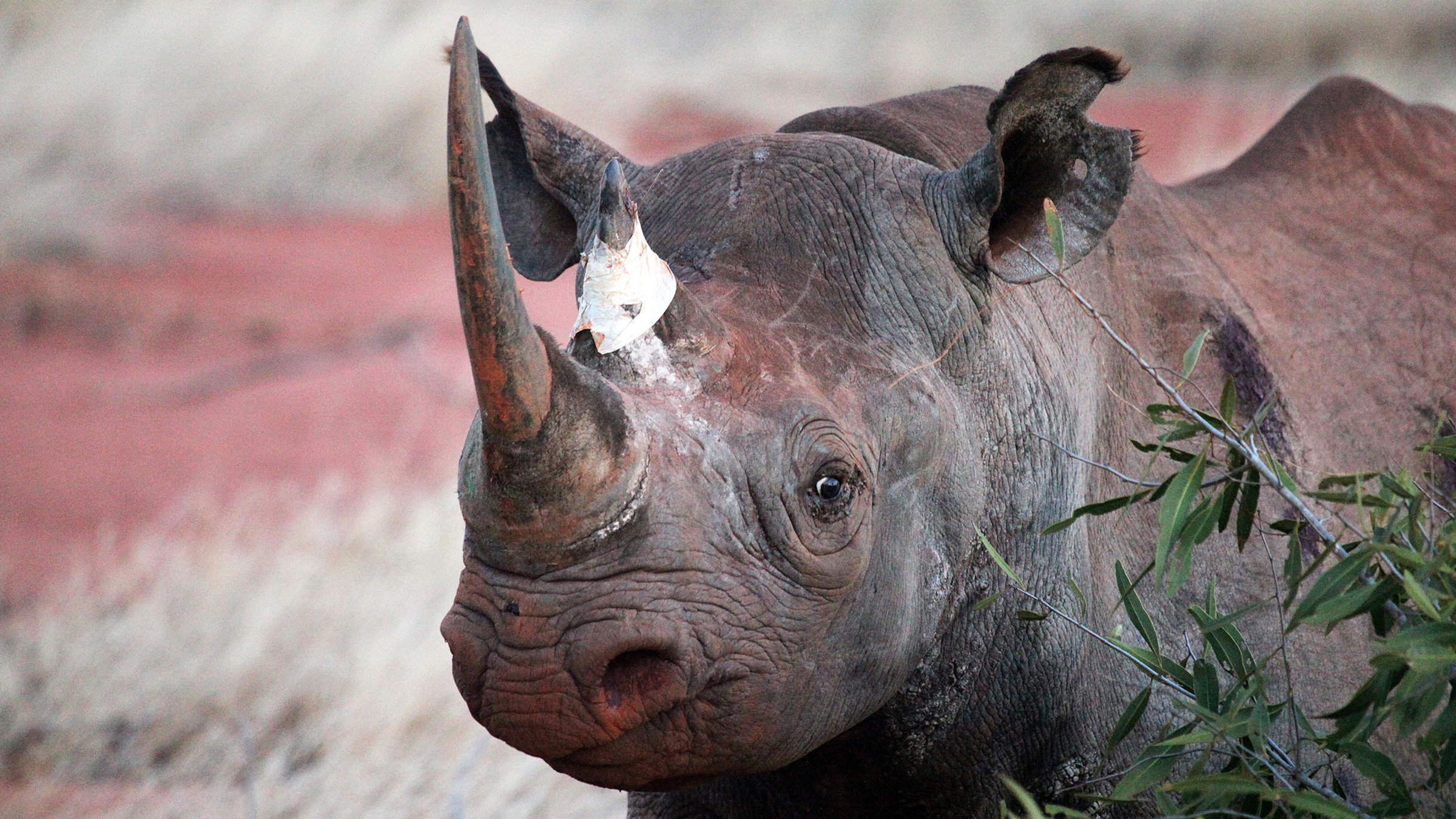 "Elstners Reisen - Die Retter der Nashörner": Ein Nashorn