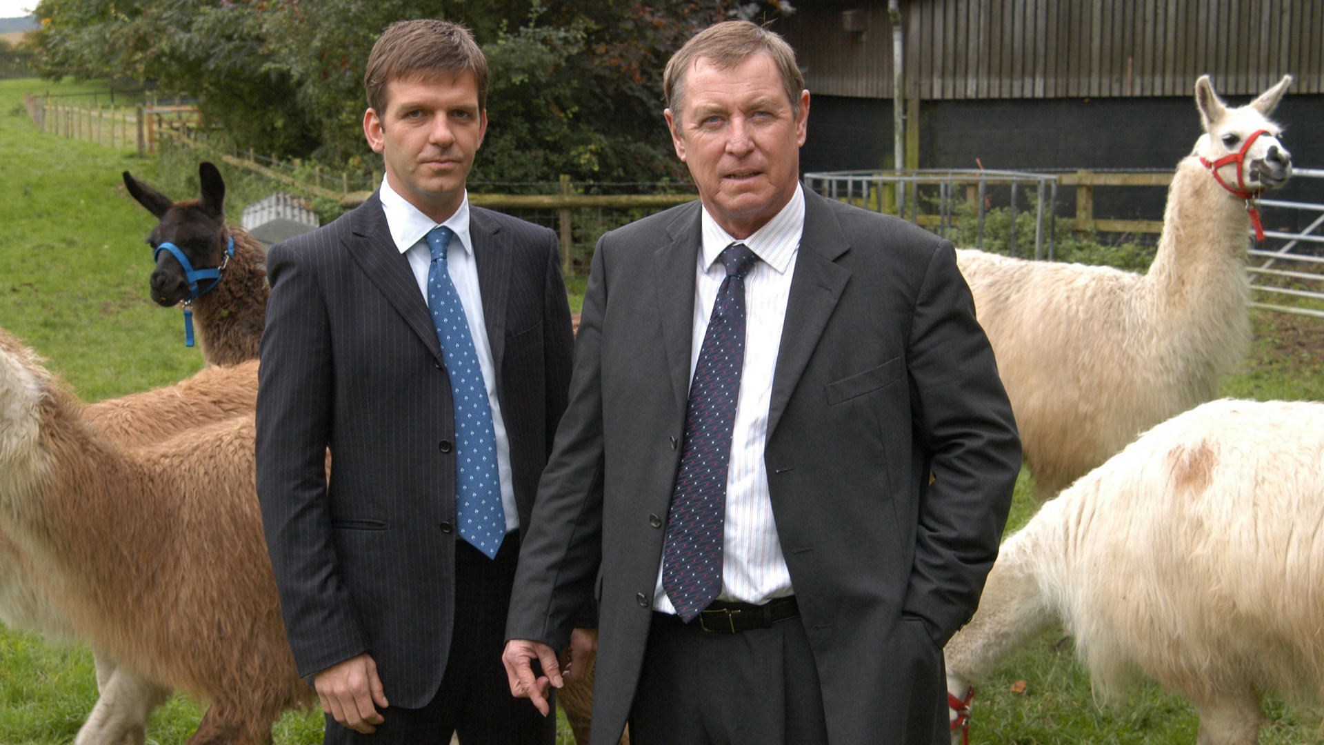 "Inspector Barnaby - Denn du bist staub": DCI Tom Barnaby (John Nettles) und sein Assistent Ben Jones (Jason Hughes) stehen zusammen auf einer Wiese neben Alpakas.