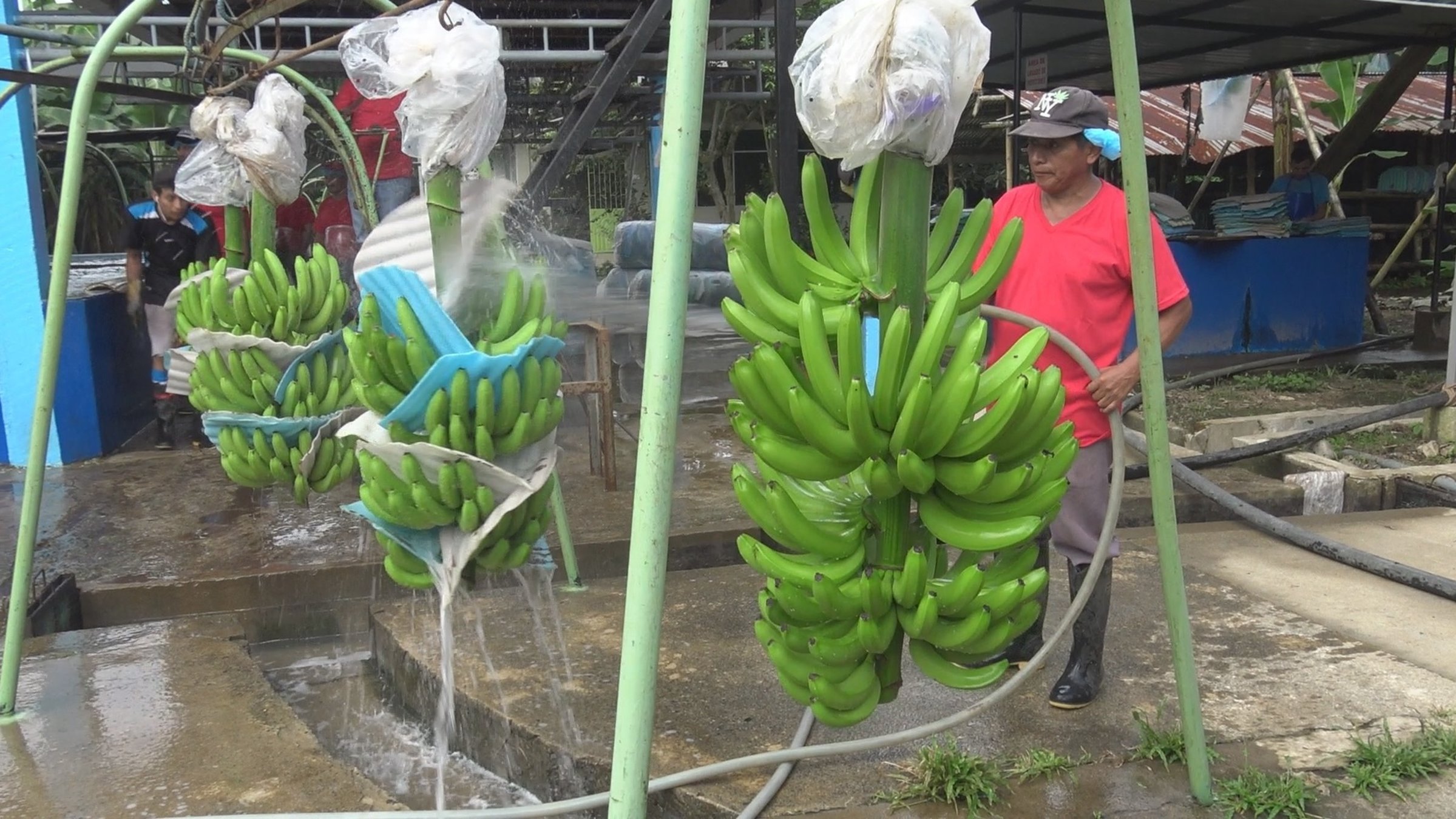 "planet e.: Alles Bio, alles gut? Über die fatalen Folgen des Öko-Booms": Ein ecuadorianischer Landarbeiter reinigt Bananenstauden, die an Ständern aufgehängt sind, mit Wasser.