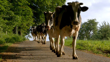 Planet E. - Kesse Kuh, Perfekte Milch - Ein Jahr Mit Der Weidekuh Samura