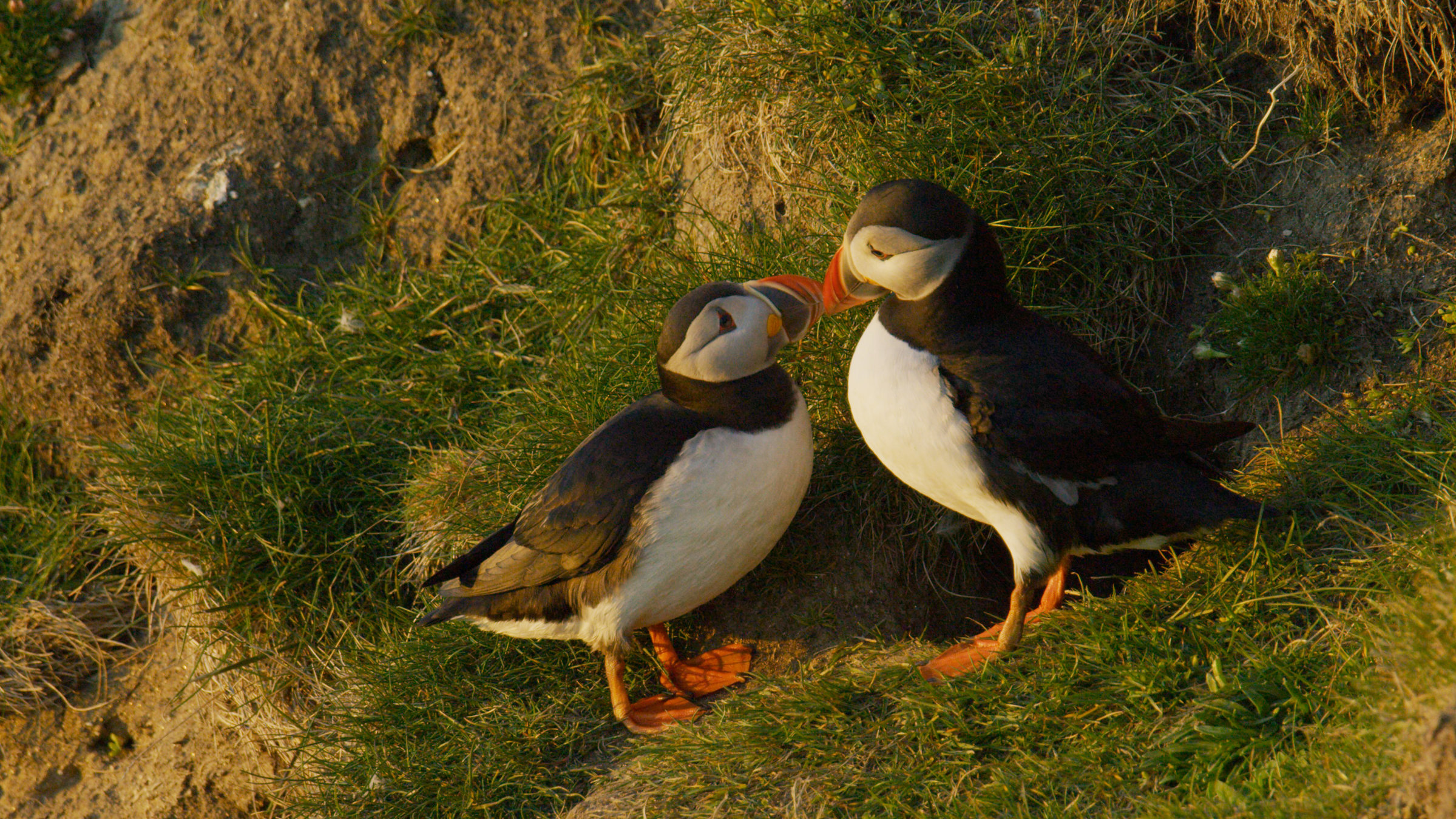 Schottlands wilde Jahreszeiten (1/4) - Frühling: Zwei Papageitaucher berühren sich mit den Schnäbeln.