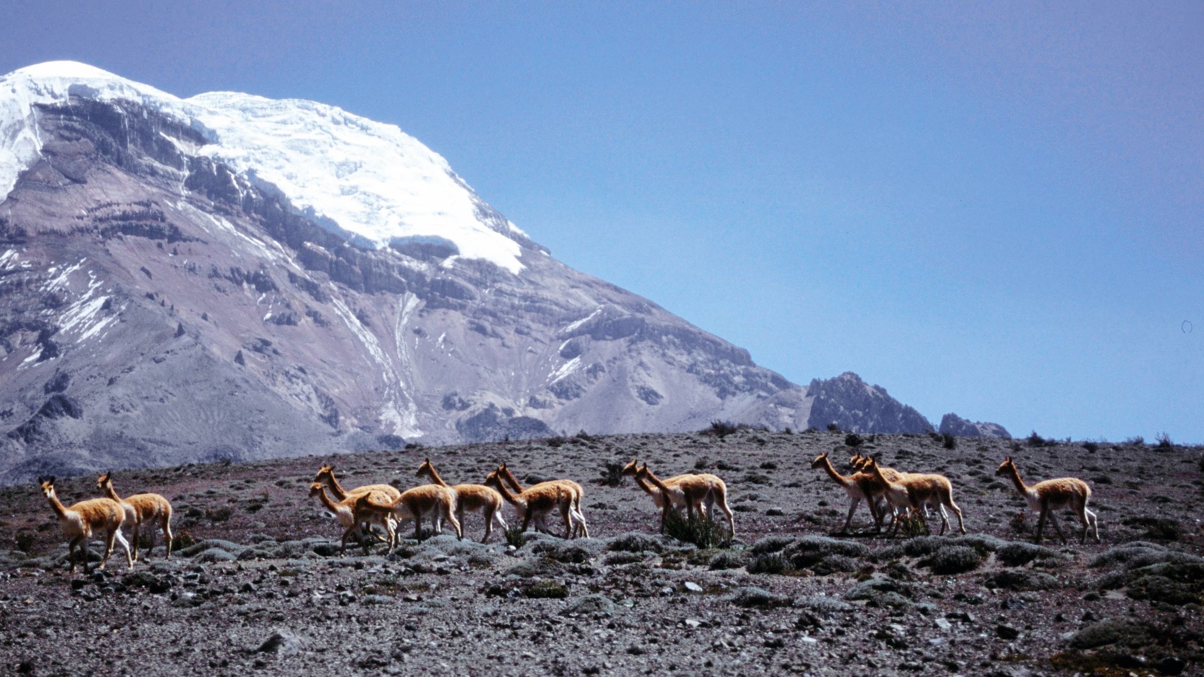 "Naturparadiese am Äquator (4/5) - Nebelwald und Anden-Hochland": Vikunja-Herde vor einem Vulkan.