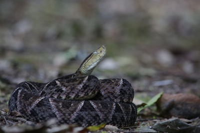 Wildes Zentralamerika