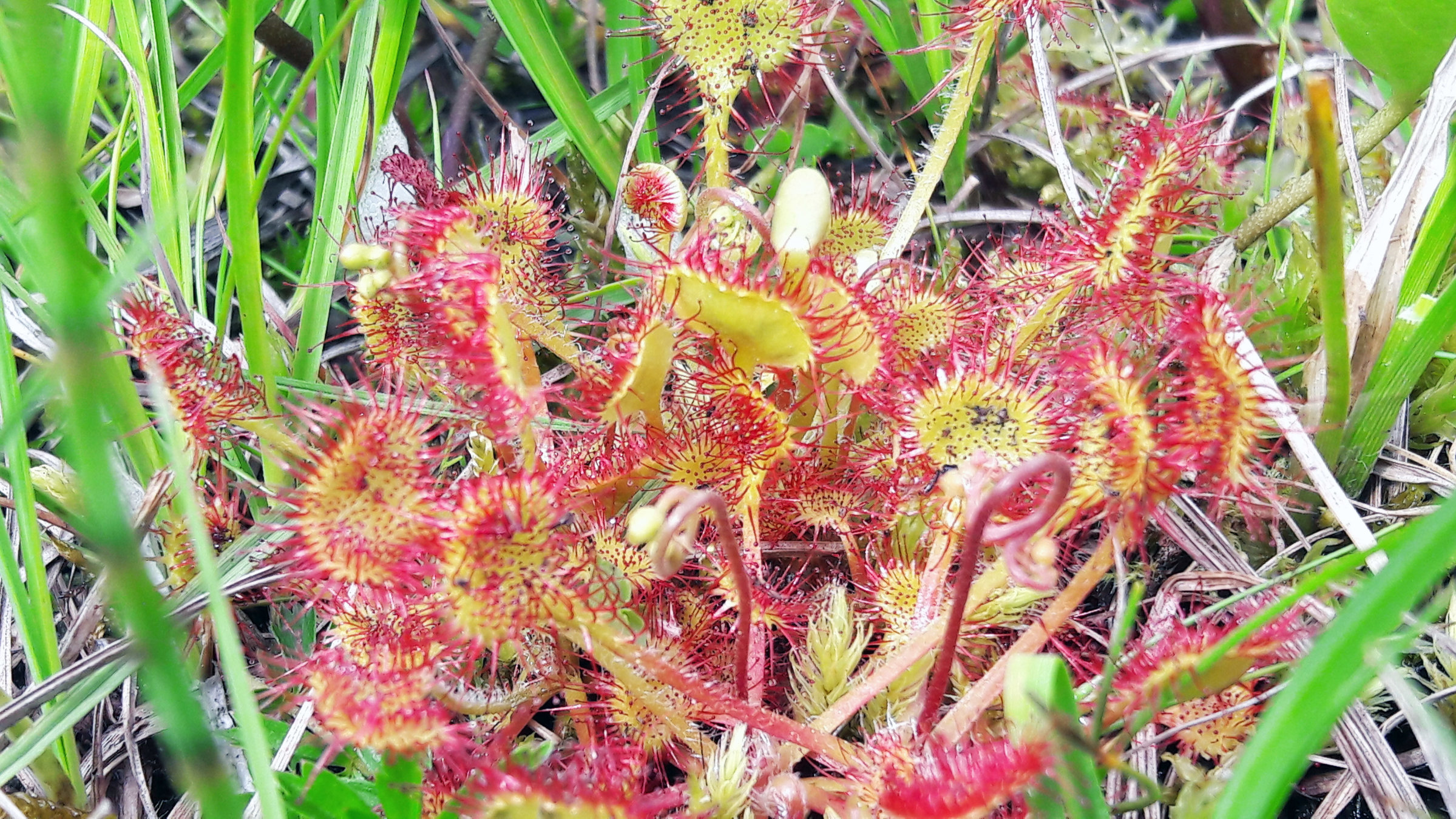 "Geheimnisvoller Schatz - Salzburg und seine Moorlandschaften": Ein markante Moorpflanze ist der fleischfressende Sonnentau.