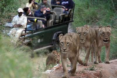 Die Magie des Leoparden - Ökotourismus in<br/>Südafrikas Wildreservaten