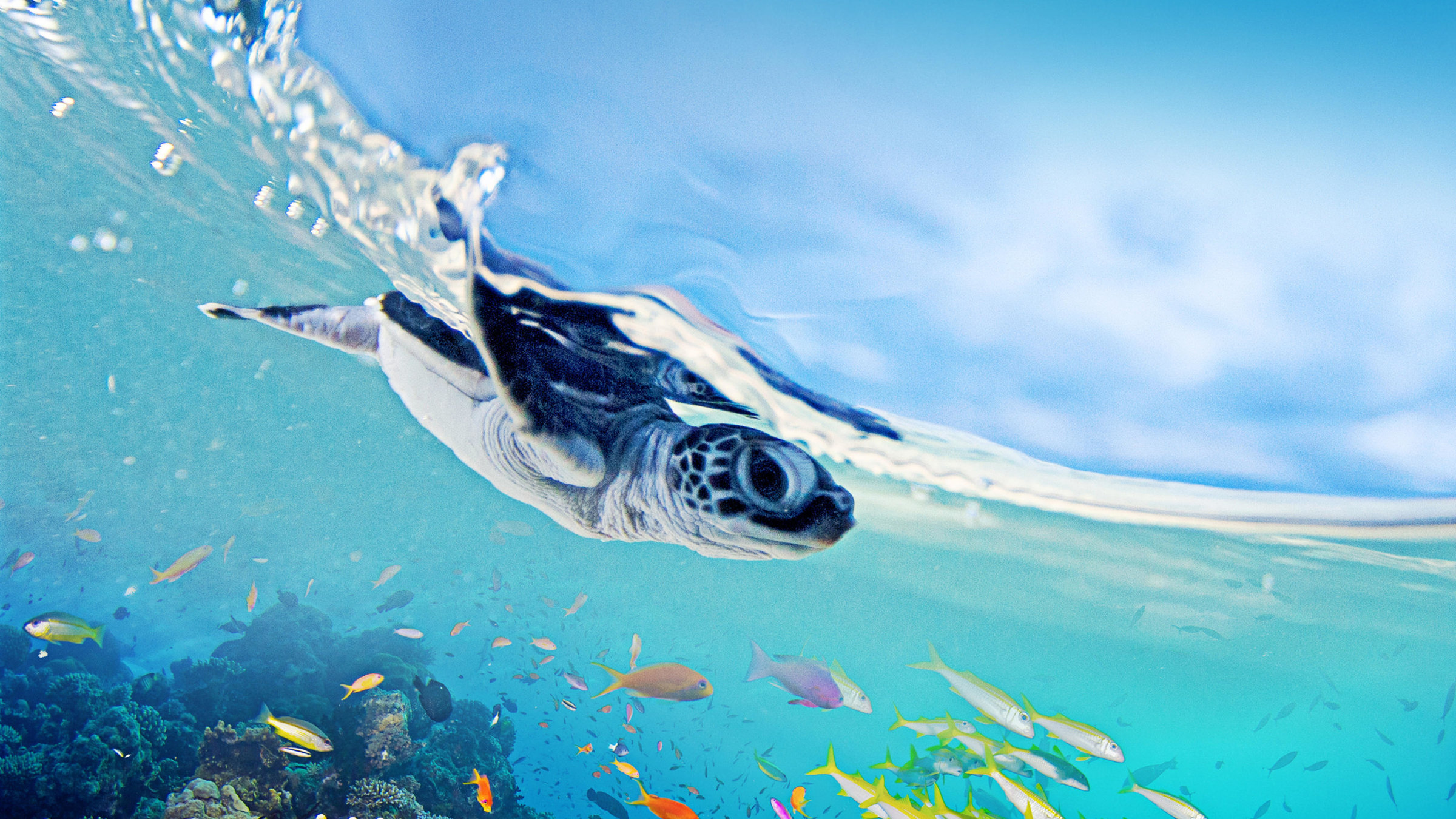 "Das Große Barriere-Riff: Paradies im Ozean" - Grüne Meeresschildkröte am Ribbon Reef vor Raine Island