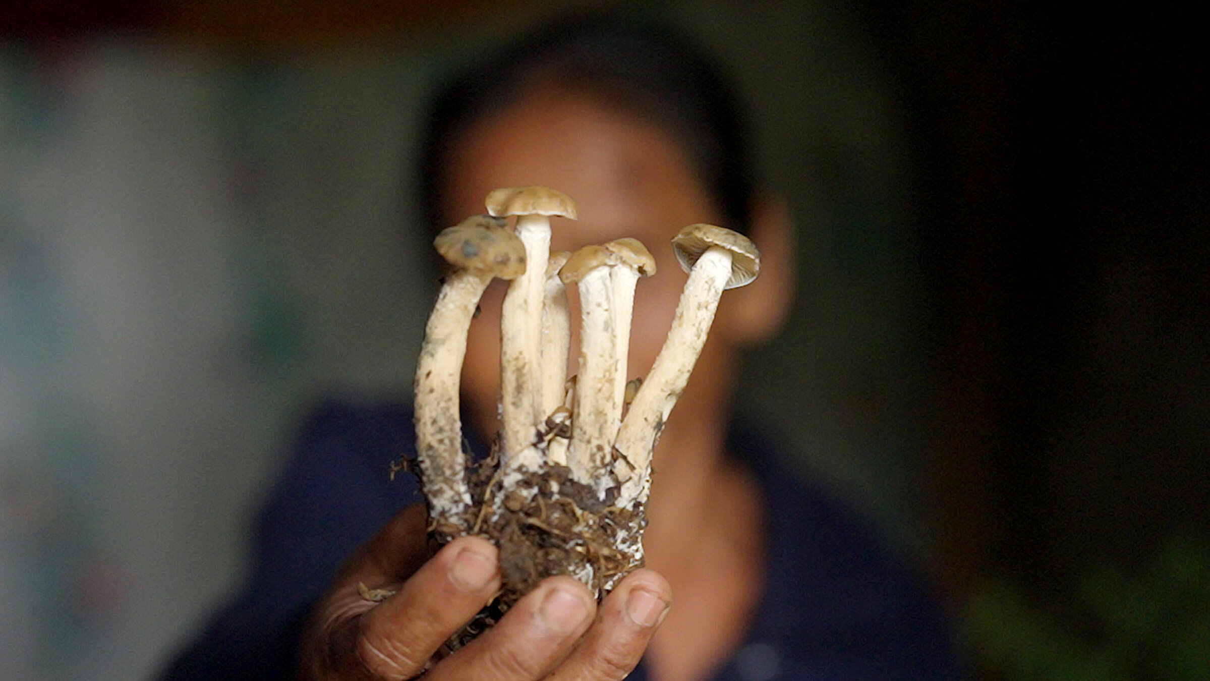 "Magic Mushrooms - Zwischen Trip und Therapie": Magic Mushrooms, Zauberpilze heißen sie auch wegen ihrer halluzinogenen Wirkung.