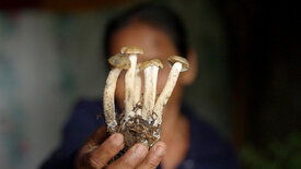 Magic Mushrooms - Zwischen Trip und Therapie