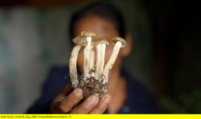 Magic Mushrooms - Zwischen Trip und Therapie