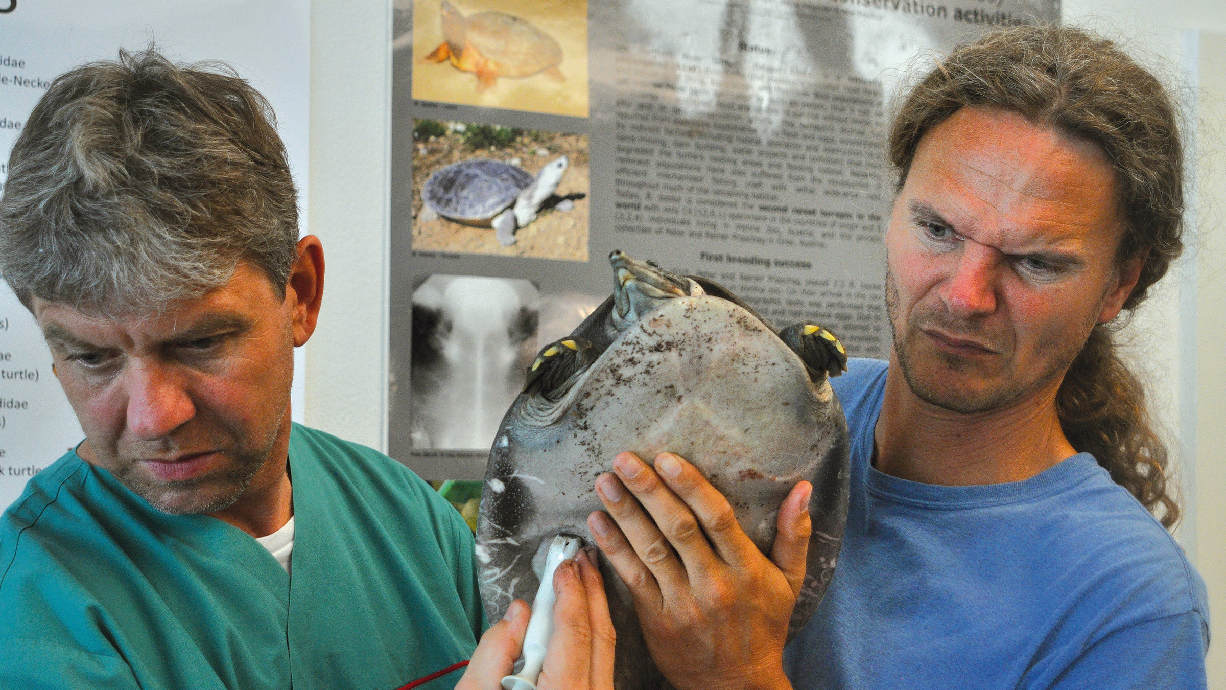 "Turtle Hero" - Peter Praschag Schildkröten-Experte.