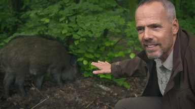 Zdf.reportage - Zdf.reportage Füttern Verboten! - Wilde Tiere In Der Stadt