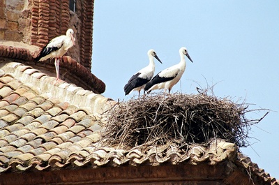 Der Flug der Störche